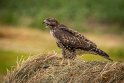 021 Palouse, buizerd